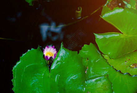 晨泳池的莲花花瓣花园植物群植物学蓝色百合花朵紫色植物异国图片