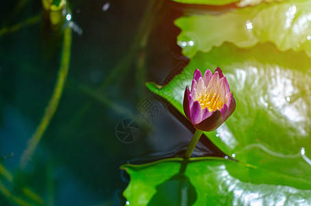 晨泳池的莲花蓝色植物群叶子花瓣花朵情调池塘荷花植物植物学图片