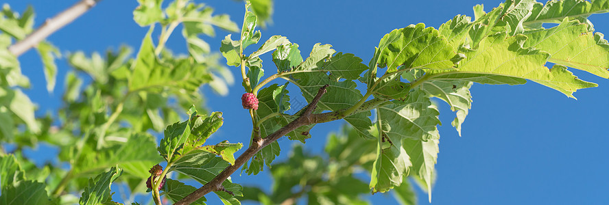 美国得克萨斯州准备收割的树上大片成熟的木莓水果天空甜点叶子衬套团体森林收成花园采摘植物图片
