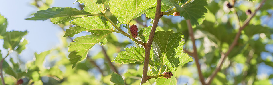 美国得克萨斯州准备收割的树上大片成熟的木莓水果收成树叶叶子采摘浆果分支机构花园甜点荒野森林图片