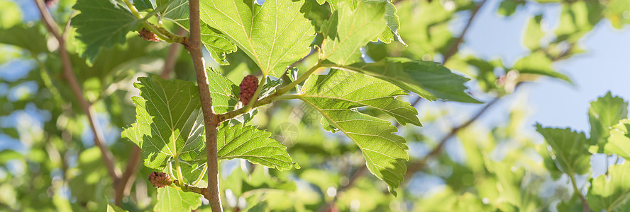 美国得克萨斯州准备收割的树上大片成熟的木莓水果树叶分支机构植物叶子森林收成果园花园荒野农场图片