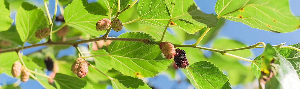 美国得克萨斯州准备收割的树上大片成熟的木莓水果植物天空采摘季节分支机构叶子收成甜点浆果农场图片