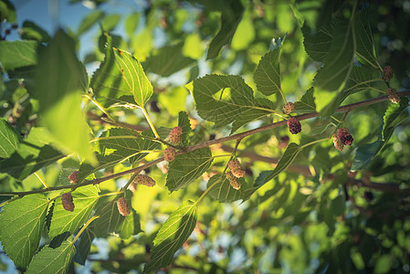 美国得克萨斯州准备收割的树上熟熟熟的滤镜图像森林衬套分支机构采摘果园天空农场树叶甜点花园图片