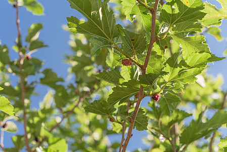 美国得克萨斯州准备收割的树上果园团体采摘分支机构农场天空水果花园季节甜点图片