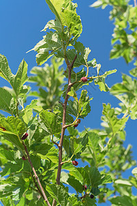 美国得克萨斯州准备收割的树上花园收成衬套甜点采摘植物果园荒野水果农场图片