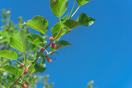 美国得克萨斯州准备收割的树上收成果园浆果花园分支机构团体树叶农场衬套叶子图片