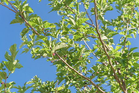 美国得克萨斯州准备收割的树上衬套季节水果花园荒野天空叶子分支机构森林农场图片