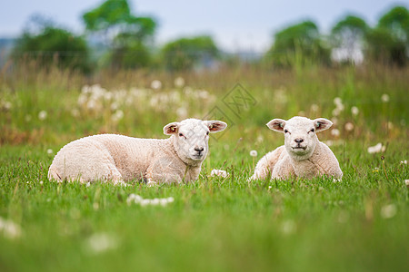 Texel Ewe 新生双胞胎羔羊 在春天的青草原上农田动物牧场农业农村草地羊肉女性哺乳动物羊毛图片