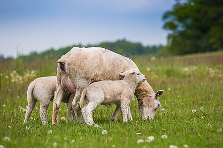 Texel ewe 女羊 与新生双胞胎羔羊 在春天的青草原上图片