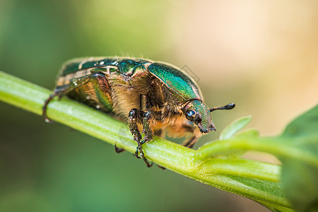 叫做玫瑰沙发或绿玫瑰沙发 绿色干草上的一只甲虫图片