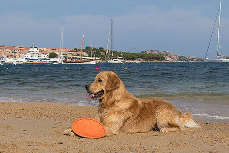 金色寻金机在意大利撒丁岛帕劳附近的狗友好海滩玩飞盘游戏犬类竞争晴天港口小狗友谊娱乐假期宠物玩具图片