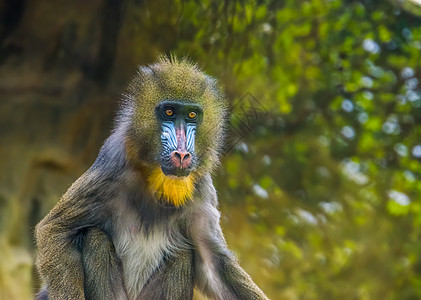 山魈猴子的特写肖像 脆弱的动物物种 来自非洲喀麦隆的热带灵长类动物图片