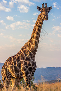 Giraffe 与蓝天空密闭图片