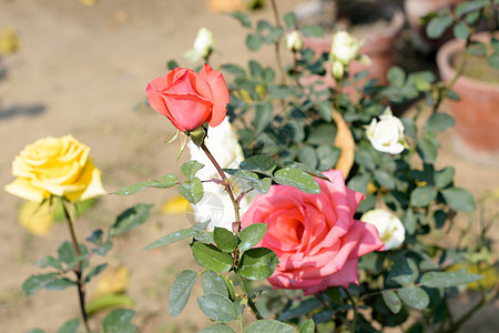 红玫瑰是蔷薇科蔷薇属多年生木本开花植物 一种灌木 有茎和尖锐的皮刺 一种喜阳植物 在晚春至初秋开花 流行的花束玫瑰花风光植物群草图片