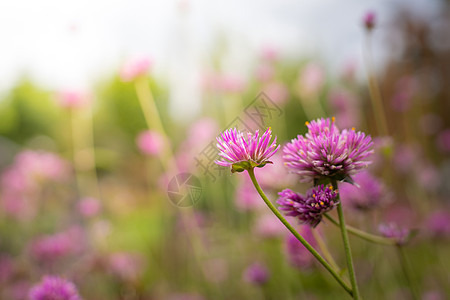 五颜六色的花的背景图片紫色生长植物群植物花瓣花束季节粉色宏观背景图片