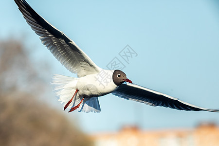 黑白海鸥正在飞翔羽毛黄色鸟类胡同城市野生动物空气飞行航班荒野图片