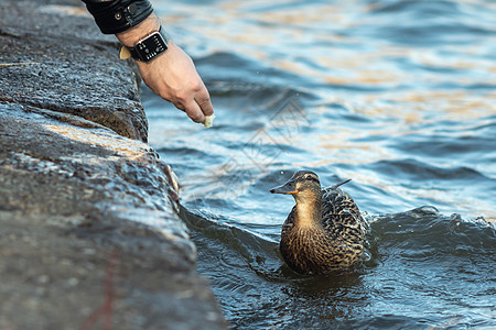 一个男人用手喂鸭子野生动物荒野池塘棕色鸟类黄色游泳水禽动物图片