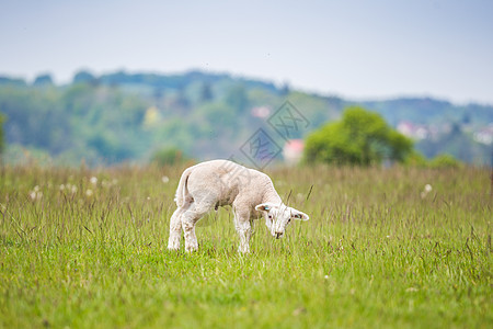新生羊羔在春天的青草原上图片
