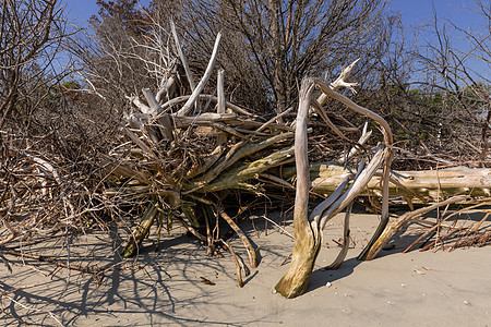 Drifttwood海滩海岸树木蓝色分支机构树干假期侵蚀洪水海湾海洋图片