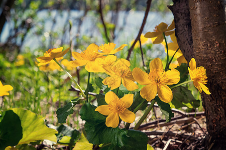 黄春花被称为马里戈德沼泽 在湖岸的海边植物群野生动物芳香季节照片宏观意志植物纽扣花瓣图片