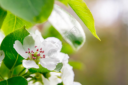 春天花园的梨花快关门了生长花瓣植物群宏观雌蕊植物学植物花园照片水果图片