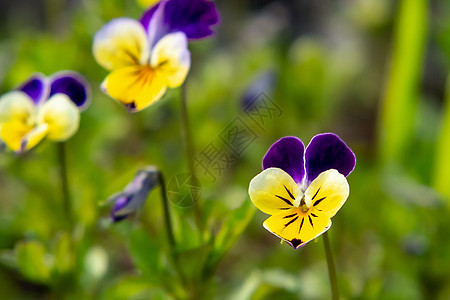 春花园常年黄紫罗兰紫罗兰植物学花园植物群三色草地宏观花卉荒野草本植物照片图片