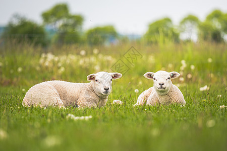 Texel Ewe 新生双胞胎羔羊 在春天的青草原上母羊农村母亲动物女性农场场地草地农田农民图片