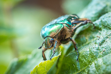 叫做玫瑰沙发或绿玫瑰沙发 绿色叶子上的一只甲虫昆虫食物早餐动物群臭虫动物植物花园天空漏洞图片