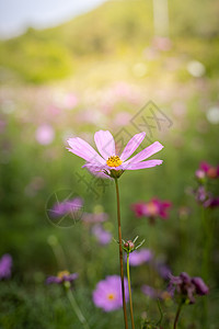 桃花盛开五颜六色的花的背景图片生长粉色植物花束季节宏观紫色花瓣植物群背景