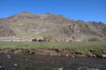 一群马儿在山林环绕的肥沃山谷里吃草太阳宠物小马马匹针叶林农场场地荒野横幅全景图片