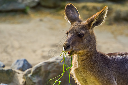 特写东灰袋鼠食草 澳大利亚的马苏比勒(Marsupial)图片