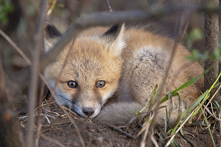 近登狐狸箱婴儿少年野生动物红色狐狸工具小狐狸书房哺乳动物动物图片