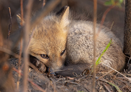 近登狐狸箱工具小狐狸书房荒野少年成套哺乳动物野生动物红色动物图片