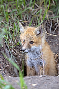 近登狐狸箱野生动物荒野婴儿动物狐狸哺乳动物红色成套工具小狐狸图片