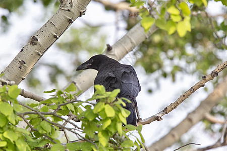 树里的乌鸦黑色掠夺荒野栖息野生动物图片