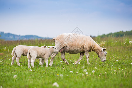 Texel ewe女绵羊与新生羔羊一起在春天的青草原上落下图片