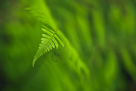 在柔和的背景上的绿色蕨叶细节 森林植物宏观视图 选择性的焦点图片