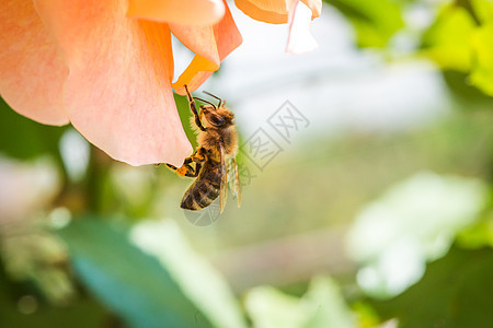 美丽的蜜蜂从玫瑰花中提取花蜜 在清晨的日光下 绿叶上布满鲜花图片