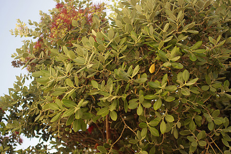 绿树叶纹理橙子生长季节森林植物学墙纸植物群食物环境木头图片