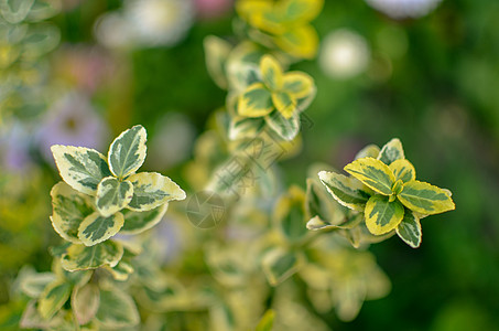大叶黄杨纺锤或财富纺锤的分支公园枝条植物群季节幸运儿环境衬套主轴植物生长图片