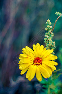 花朵开花 花园里有金黄色的花草本植物橙子植物群金盏花植物学宏观药品花瓣园艺植物图片