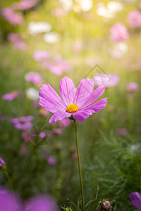 桃花盛开五颜六色的花的背景图片花瓣宏观花束植物粉色生长季节紫色植物群背景