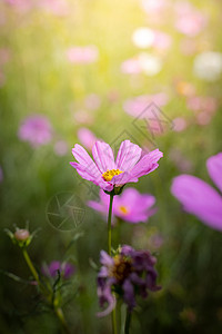 桃花盛开五颜六色的花的背景图片粉色花束花瓣季节植物群植物宏观紫色生长背景