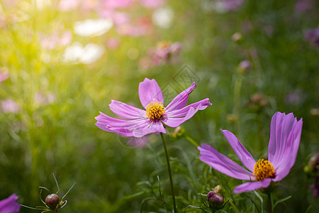 桃花盛开五颜六色的花的背景图片宏观季节花束紫色花瓣粉色植物植物群生长背景