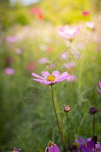 桃花盛开五颜六色的花的背景图片植物群花束粉色宏观花瓣季节紫色生长植物背景