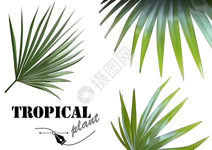 热带棕榈叶 Se情调旅行季节植被森林真实感叶子棕榈花店插图图片