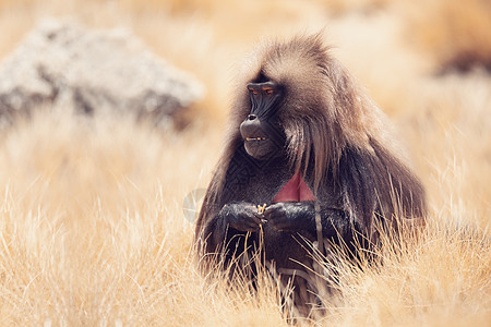 西米安山的Gelada 埃蒂奥皮亚成人狒狒高地灵长类男性公园生物眼睛荒野情调图片