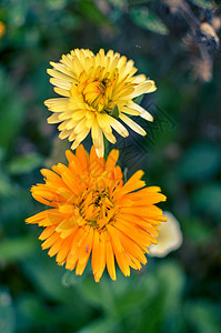 花朵开花 花园里有金黄色和橙橙色的花花瓣植物药品宏观季节叶子橙子晴天园艺植物群图片