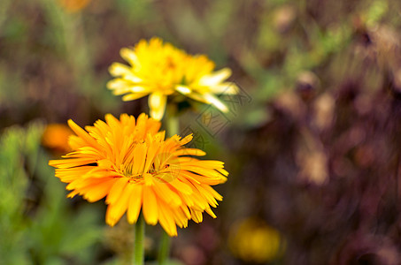 花朵开花 花园里有金黄色和橙橙色的花植物群橙子金盏花花瓣雏菊晴天草地植物学园艺植物图片