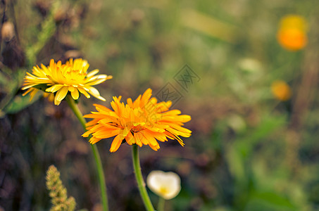 花朵开花 花园里有金黄色和橙橙色的花雏菊花瓣叶子晴天植物群草地金盏花药品园艺季节图片